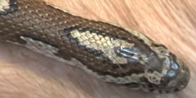 Milwaukee Snakes - Common and Venomous Snakes of Milwaukee, Wisconsin